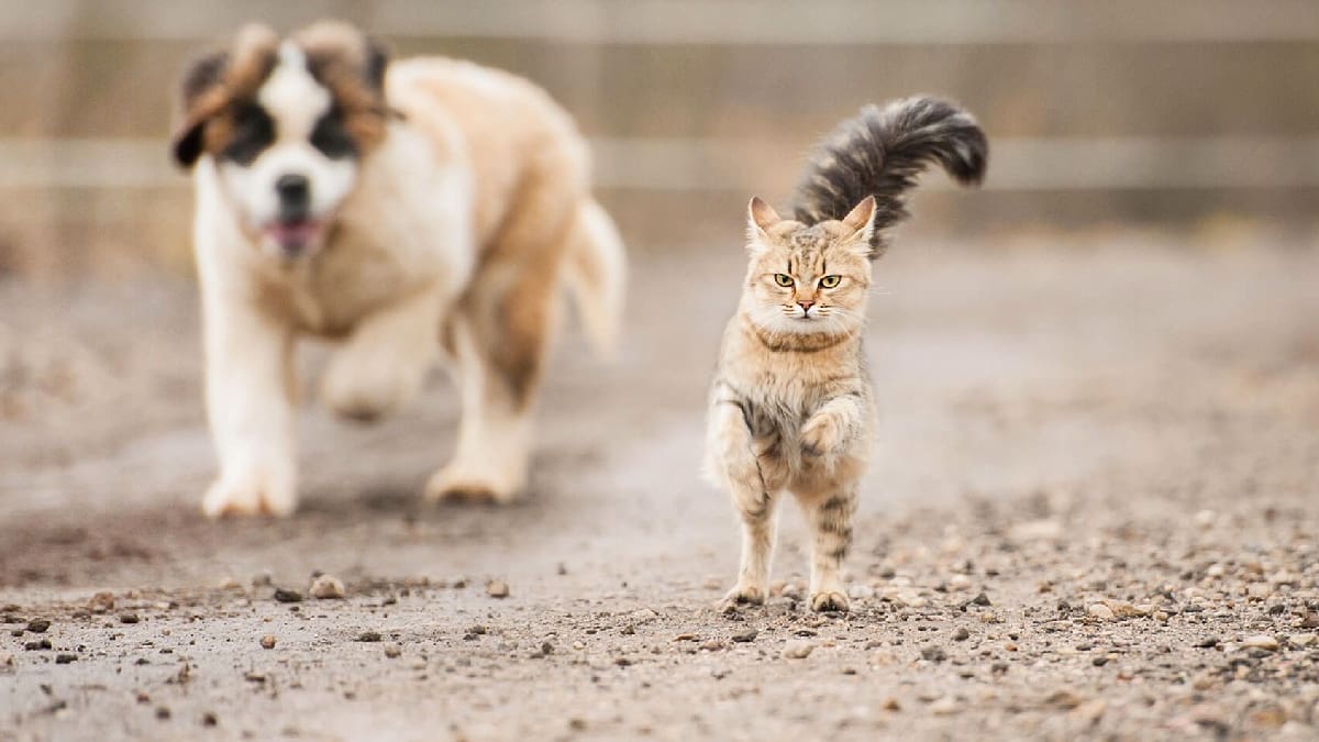 VIDEO | Tierna reacción de perrito al encontrarse con varios gatos se hace viral
