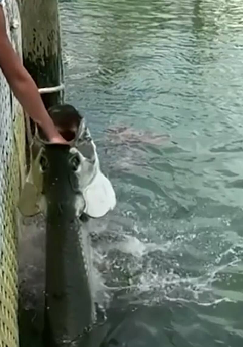 El video generó inmediatos comentarios. Créditos: Captura Newsflare