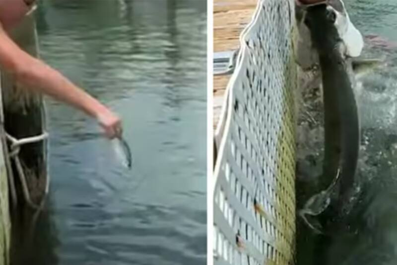 El clip fue grabado por el papá de la adolescente. Créditos: Captura Newsflare