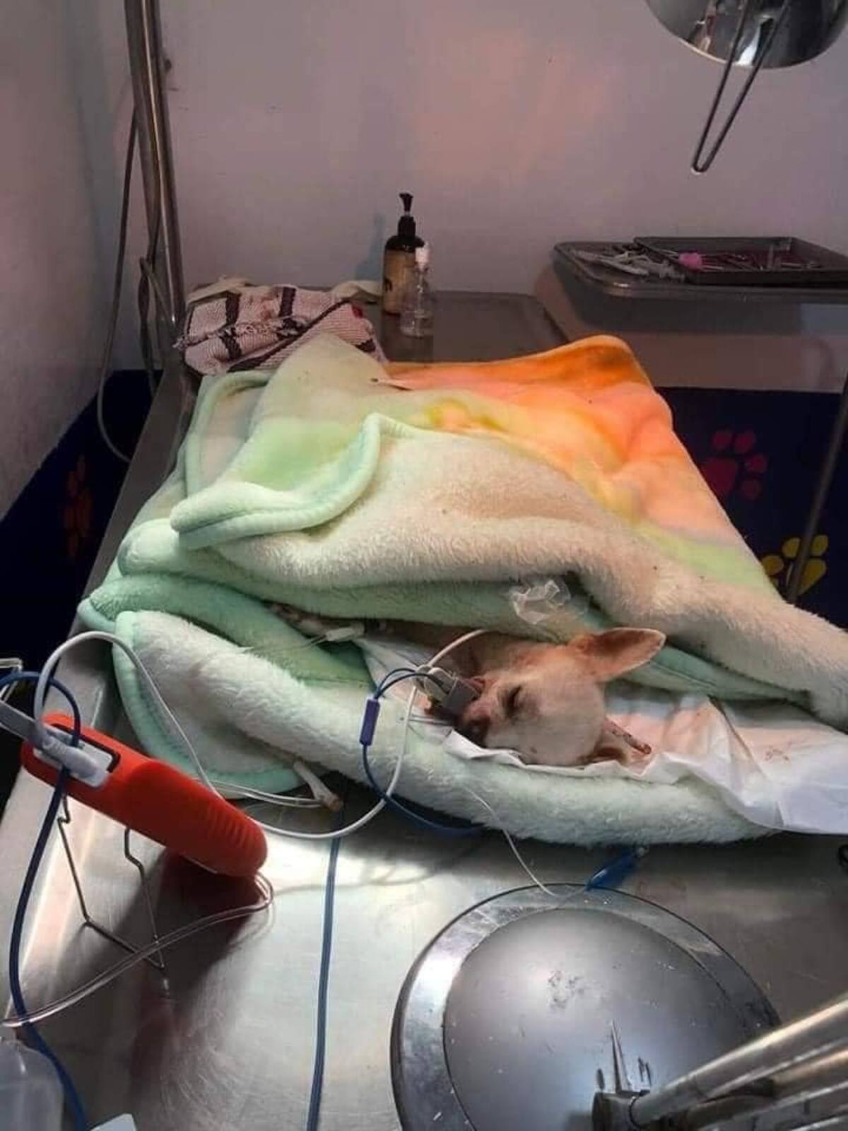 La operación del perrito fue un éxito.