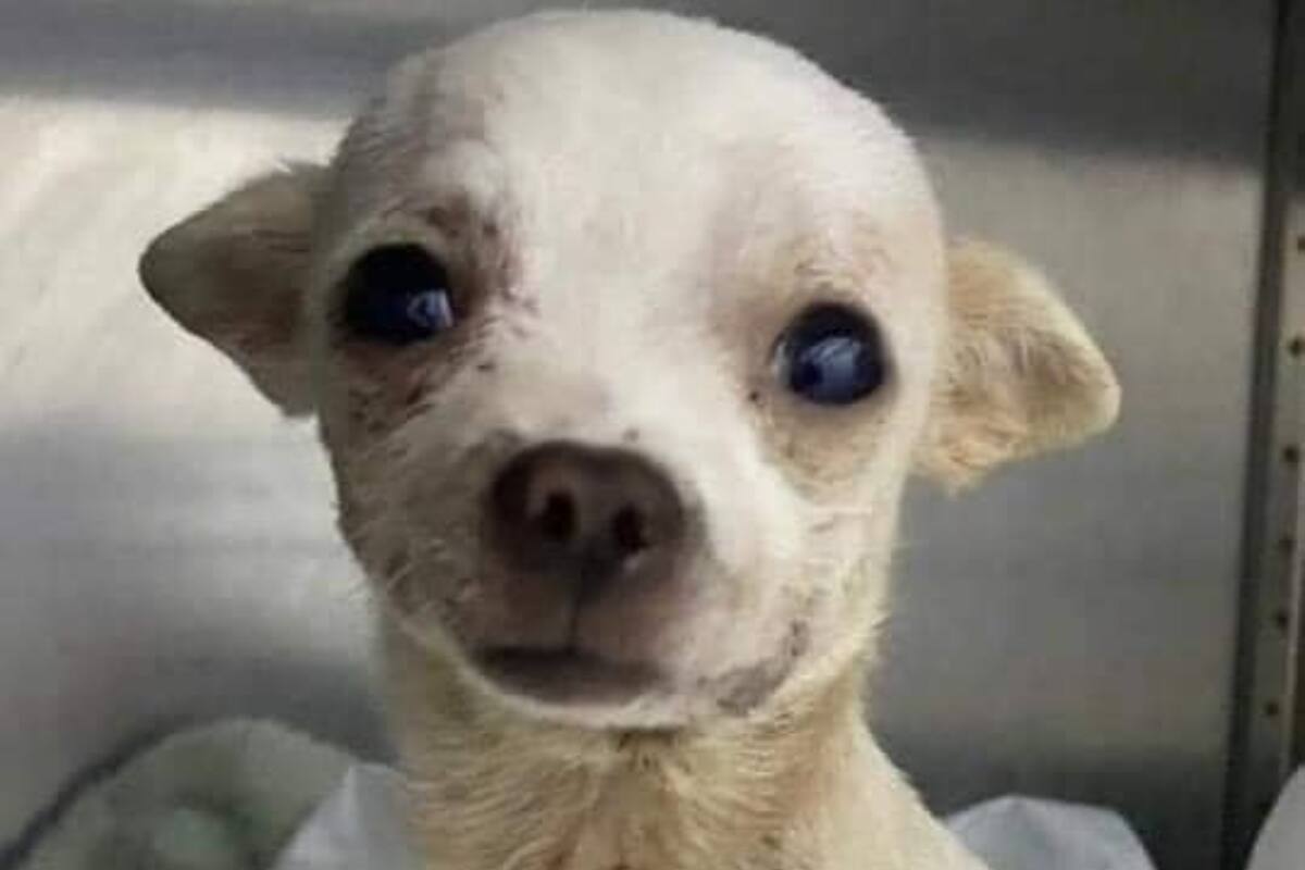 El perrito fue sometido a una operación debido a las heridas que presentaba.