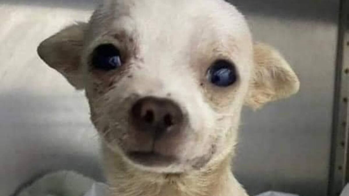 Pinky: Así despidieron al perrito en redes sociales tras su muerte