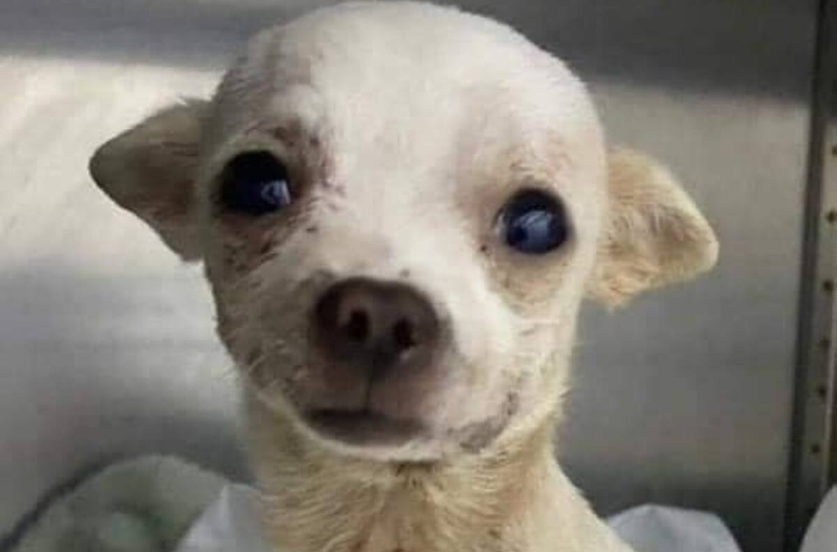 Pinky: Así despidieron al perrito en redes sociales tras su muerte