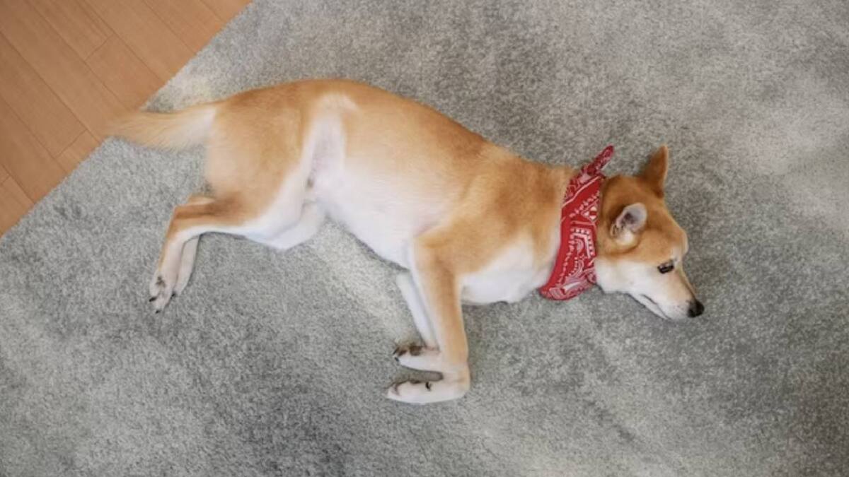 Evita que tu perro orine dentro de tu hogar con este repelente casero