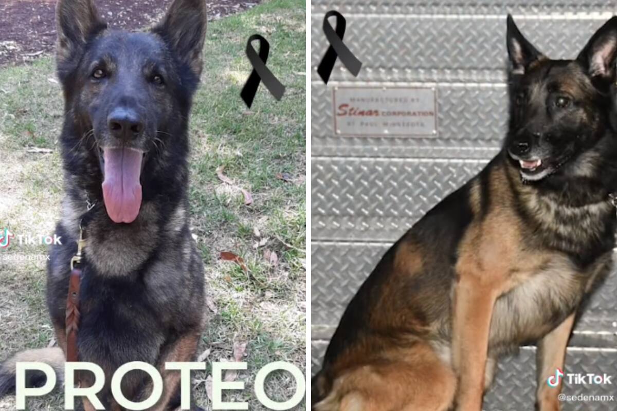 Uno de los perritos rescatistas enviados a Turquía falleció.