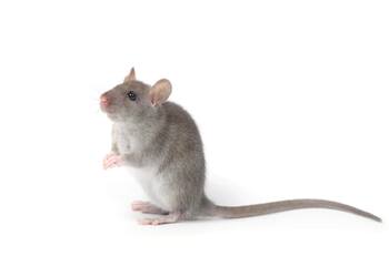 Hombre despega a ratita de una trampa del Soriana y se vuelve viral