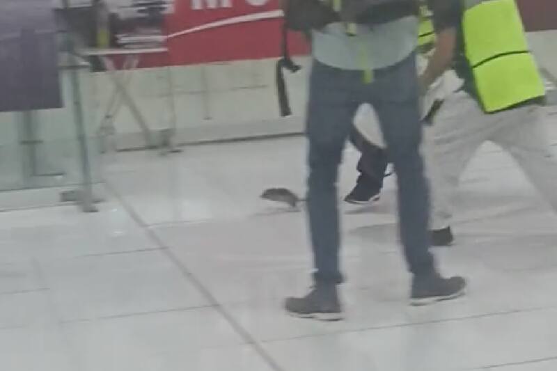 Rata en aeropuerto de CDMX.