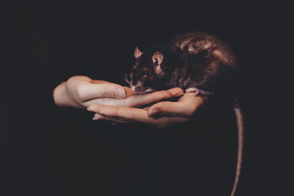 Ratas en Nueva York.