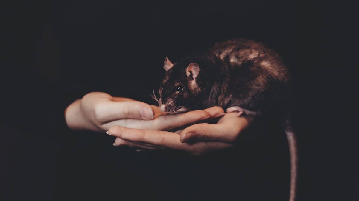VIDEO | “Rey de las Ratas” es captado en Nueva York y se hace viral