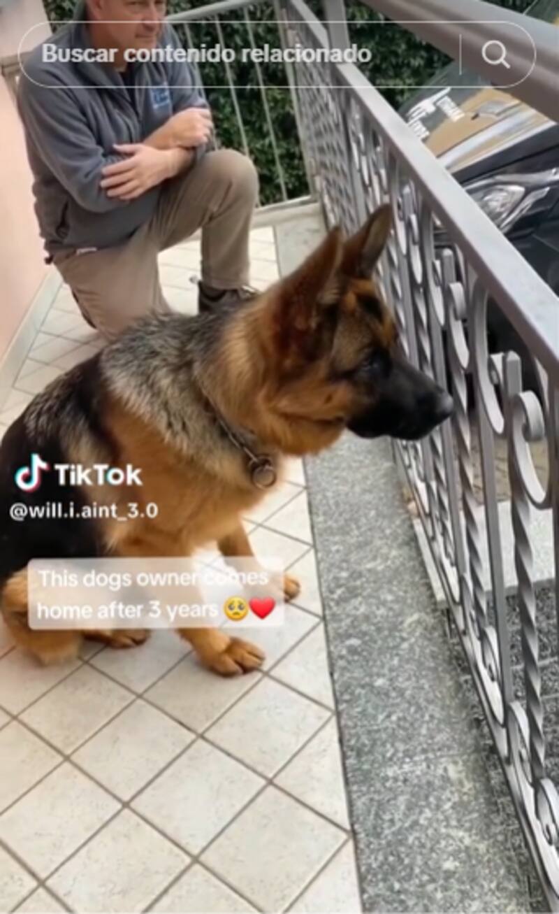 Este perrito se emociona al ver a su dueño de nuevo.