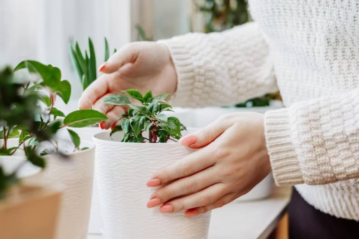 Recupera la vitalidad de tus plantas con este remedio casero.
