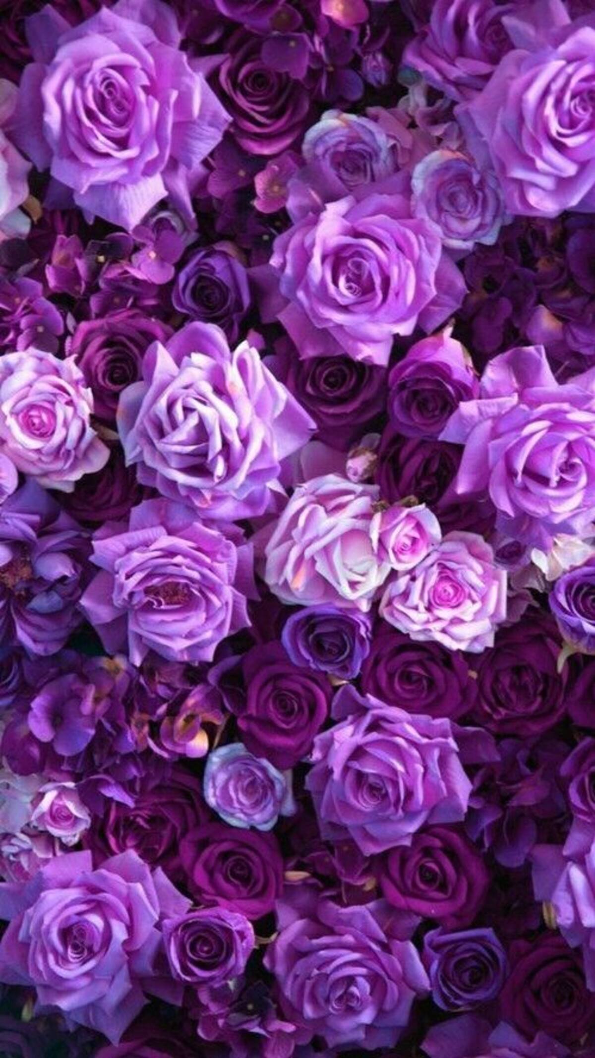El color morado en las rosas no existen naturalmente, sino que las pigmentan y son común regalarlas en San Valentín