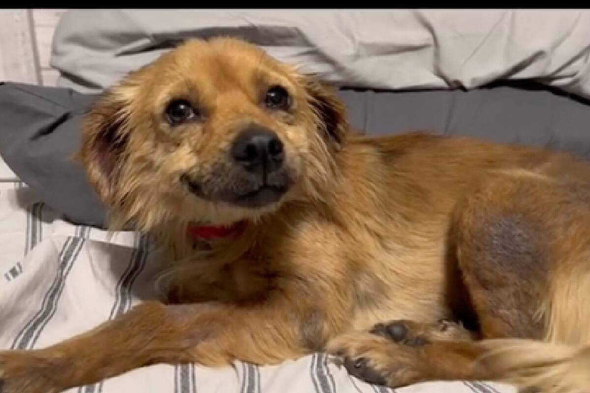 Smile, la perrita viral sonriente.