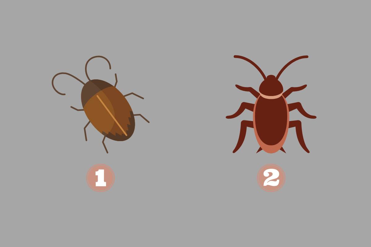 ¿Qué dice de tu situación amorosa la cucaracha que elijas?