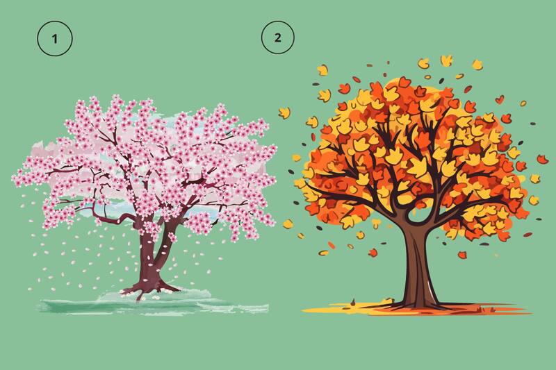 ¿Qué dice de ti el árbol que elijas?