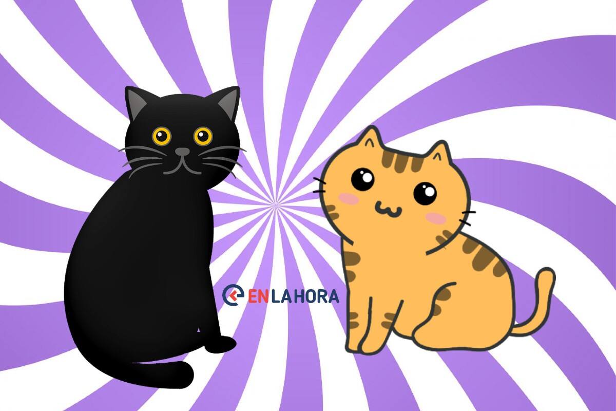 Test de personalidad: debes escoger a un gatito.
