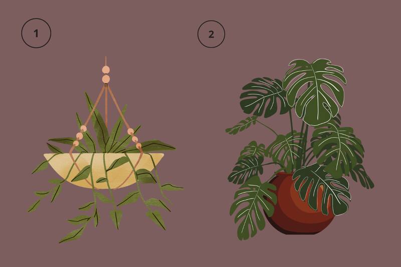 ¿Qué planta eliges?