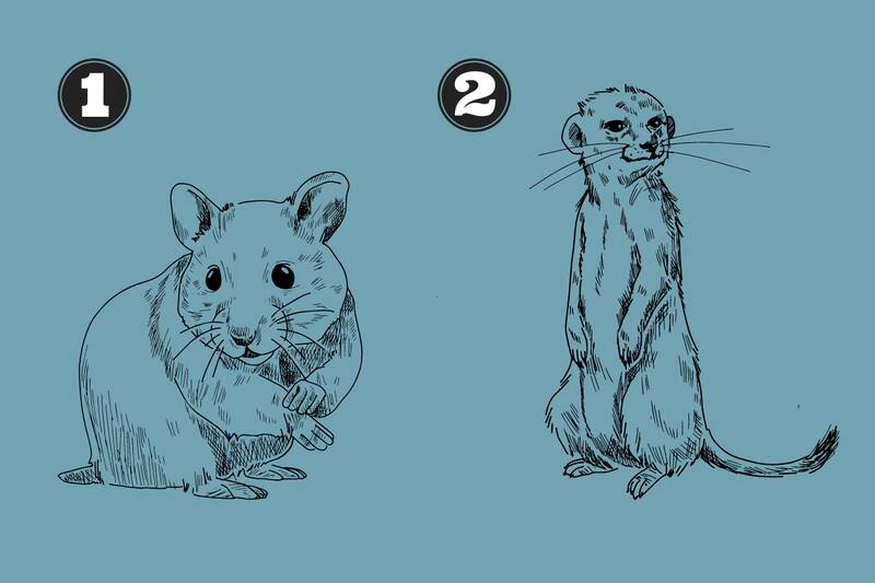 ¿ratón o suricata?