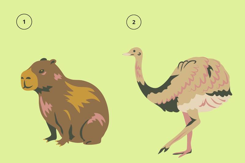 ¿Capibara o avestruz?