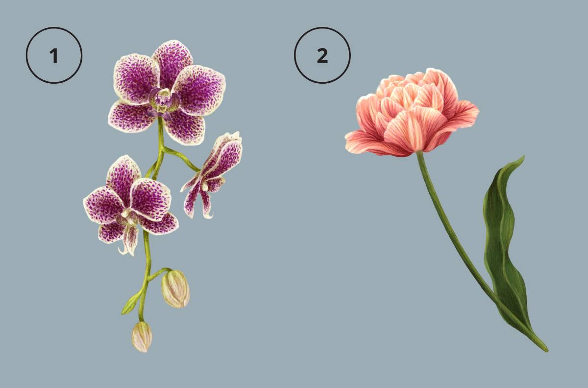 Test de personalidad: Descubre si eres alguien petulante eligiendo una flor