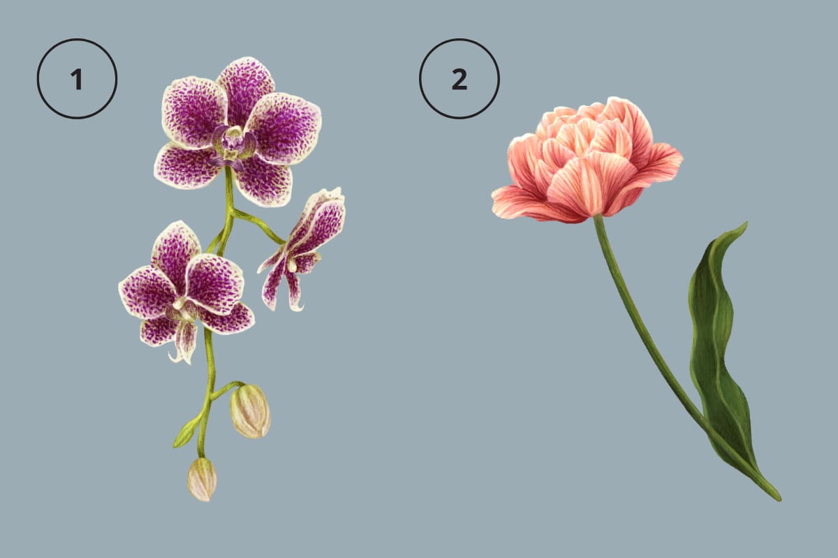 ¿Qué flor llamó más tu atención?
