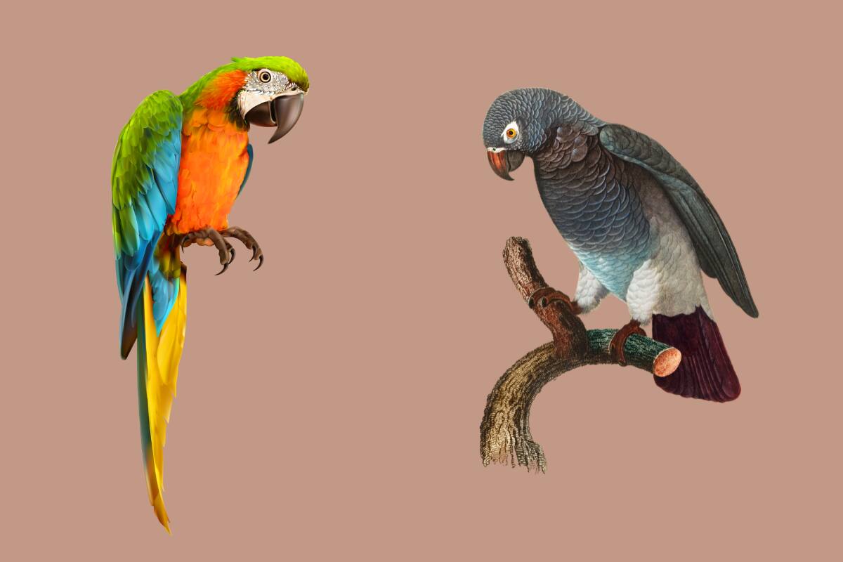 ¿Loro o catita?