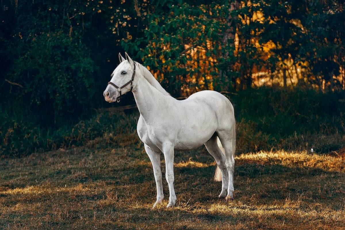 Test de personalidad: Elige un caballo para saber qué tan vanidoso eres.