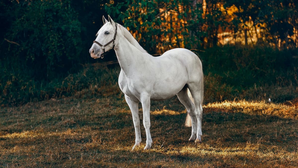 Escoge un caballo y descubre qué tanta vanidad hay en ti con este test de personalidad