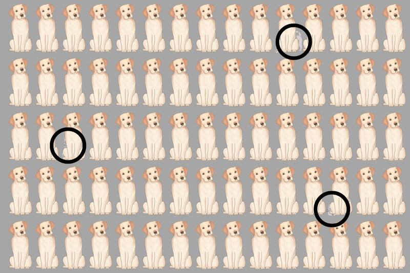 ¿Encontraste a los gatos? ¡Aquí estaban!