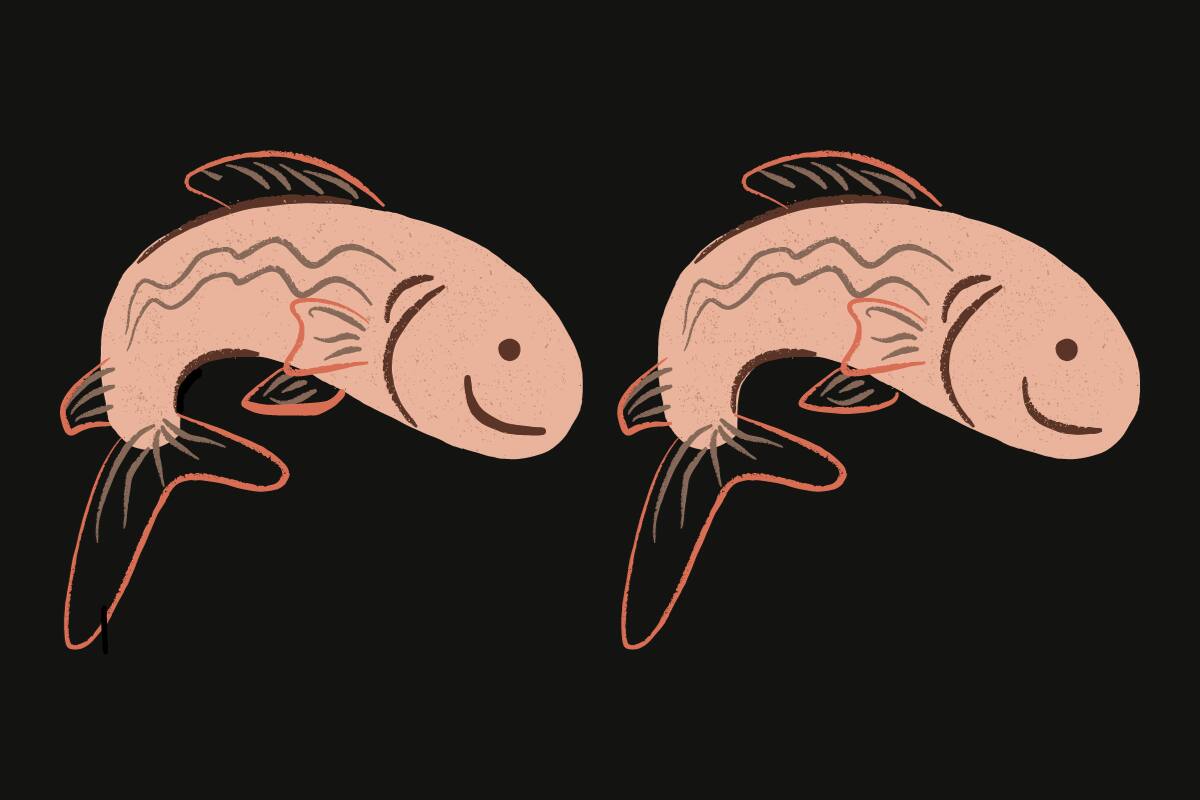 ¿Cuáles son las 6 diferencias entre los peces?