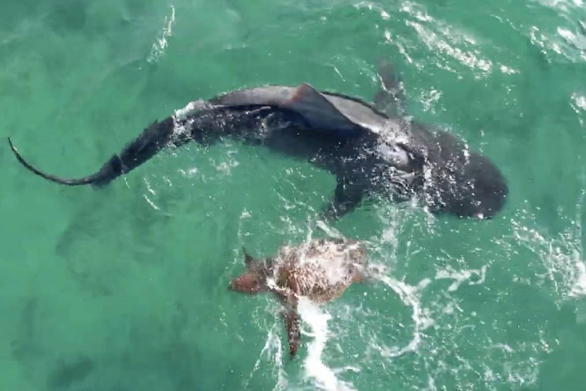 El tiburón se acercó a un bote para que la tortuga fuera auxiliada