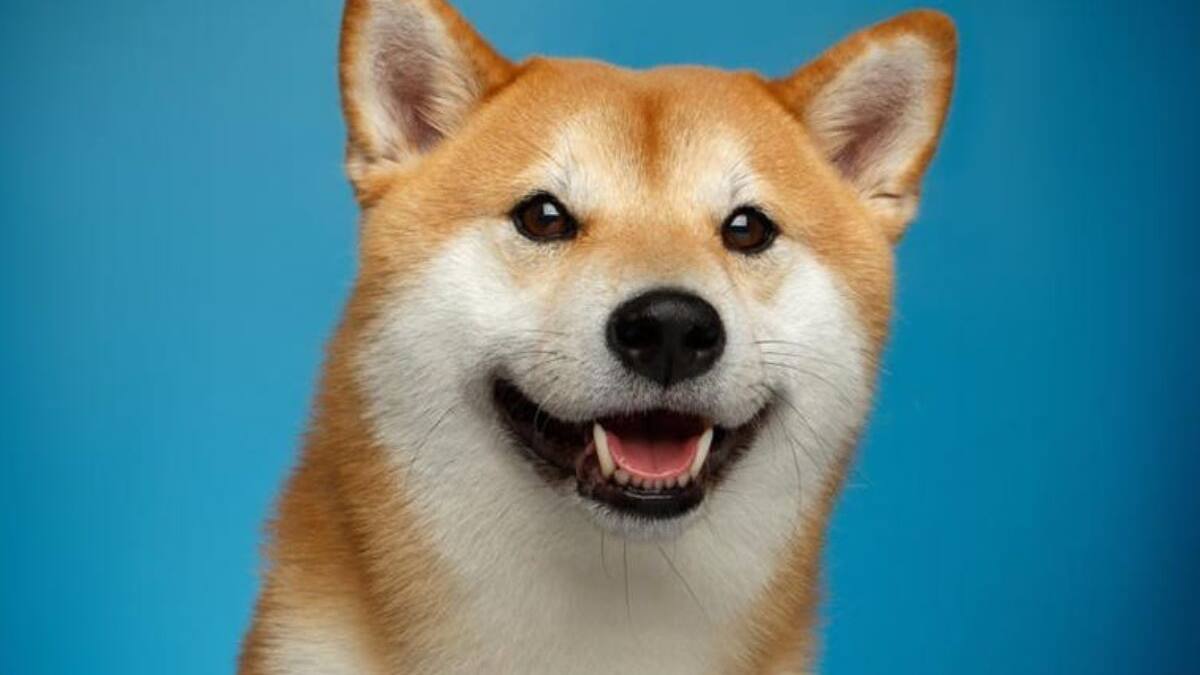 No, no es Cheems: ¿Por qué Doge se tomó el logo de Twitter?
