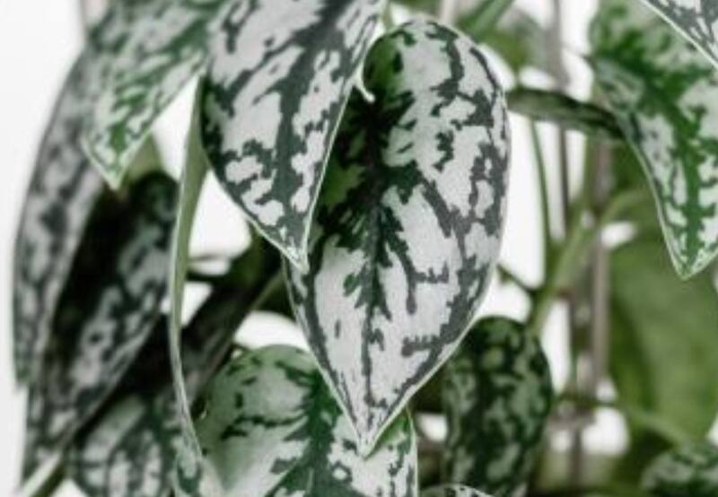 Esta planta requiere de humildes y escasos cuidados. Sólo tienes que saber dónde ponerla. | Foto de archivo