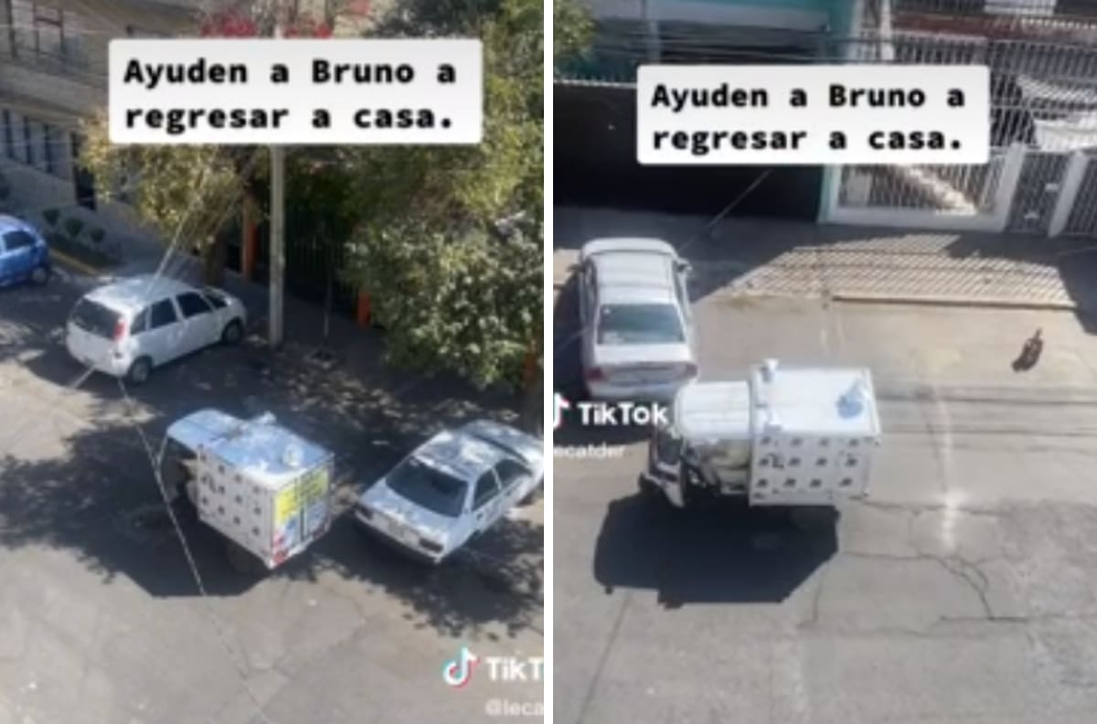 VIDEO| Perrito perdido se viraliza por la peculiar manera en la que sus dueños lo buscan