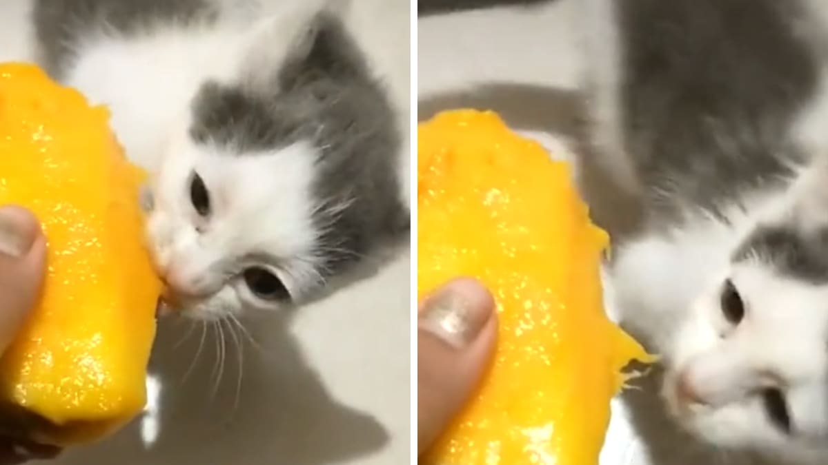 VIDEO | Una gatita que le gusta el mango se viraliza en redes sociales