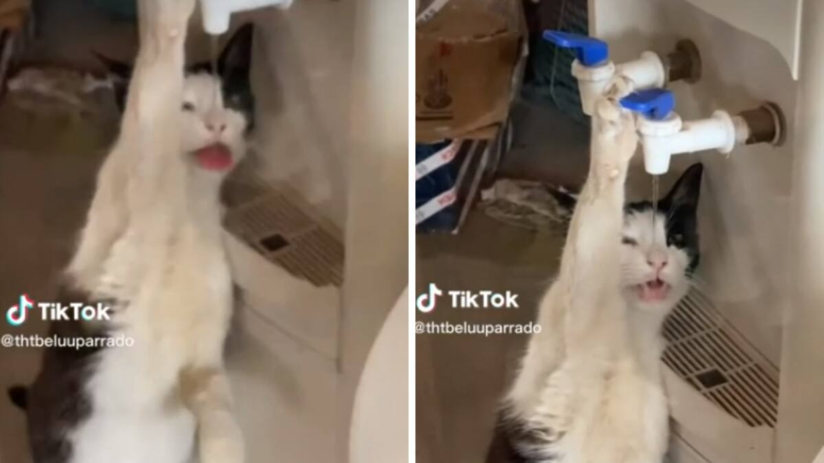 VIDEO| Gatito se hace viral por tomar agua directamente del dispensador
