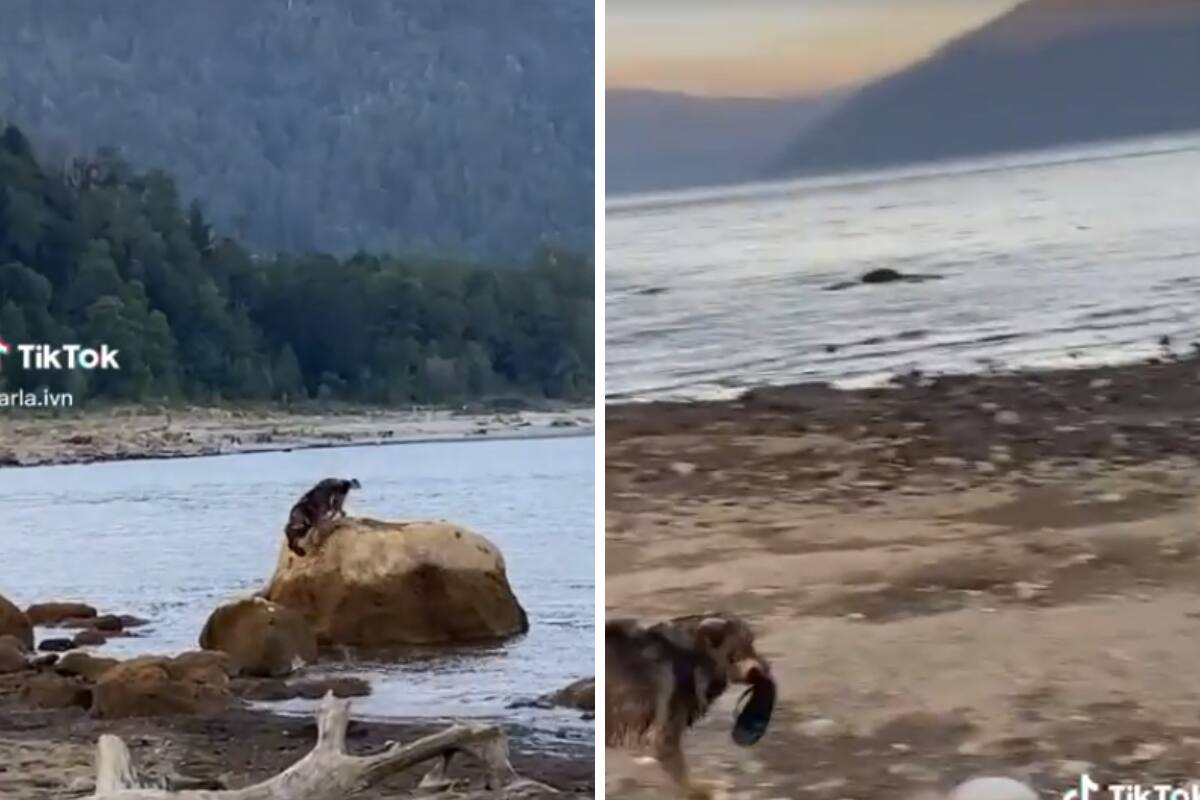 El perrito se robó la chancla de una mujer.