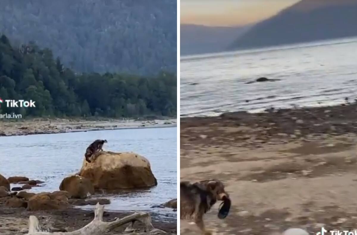 Perrito se roba una chancla y se viraliza| VIDEO