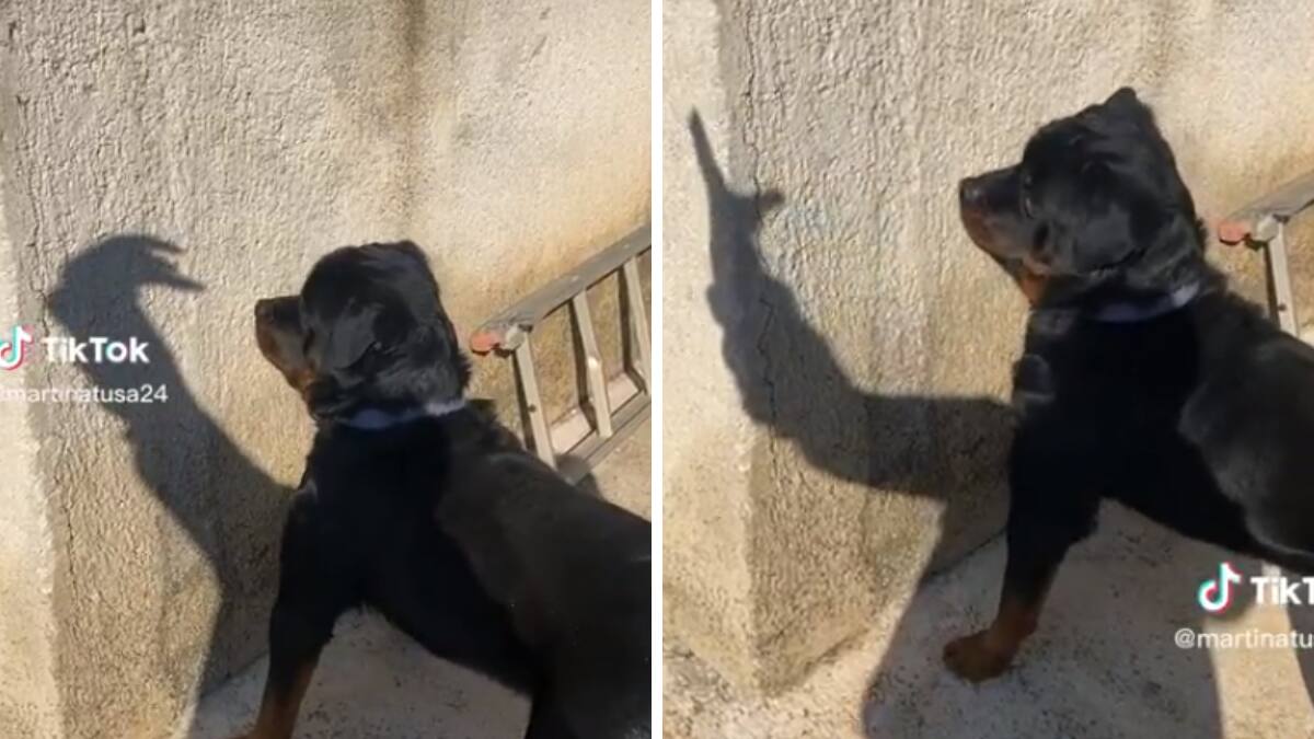 VIDEO | Perrito se vuelve viral por la entretenida forma en que juega con una sombra