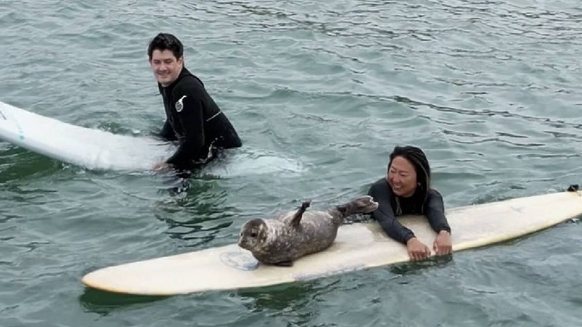 VIDEO | Foca bebé se roba el corazón de todos al demostrar su amor por surfear