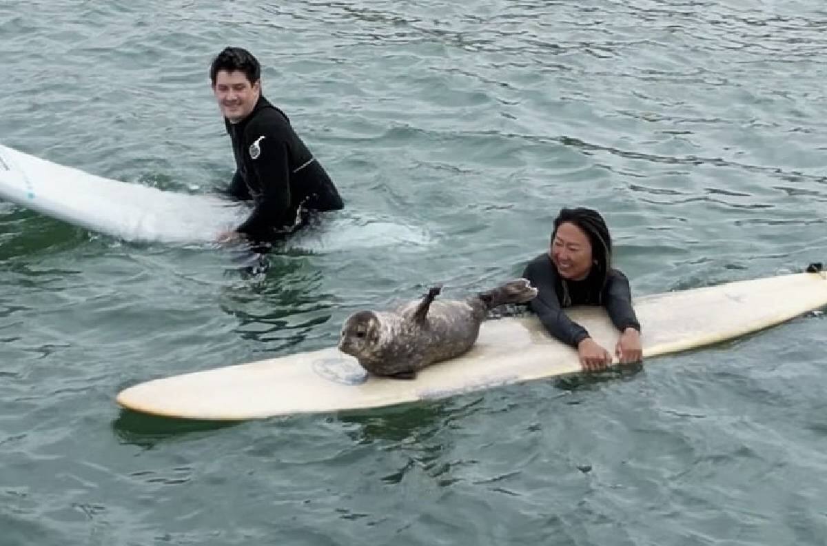 VIDEO | Foca bebé se roba el corazón de todos al demostrar su amor por surfear