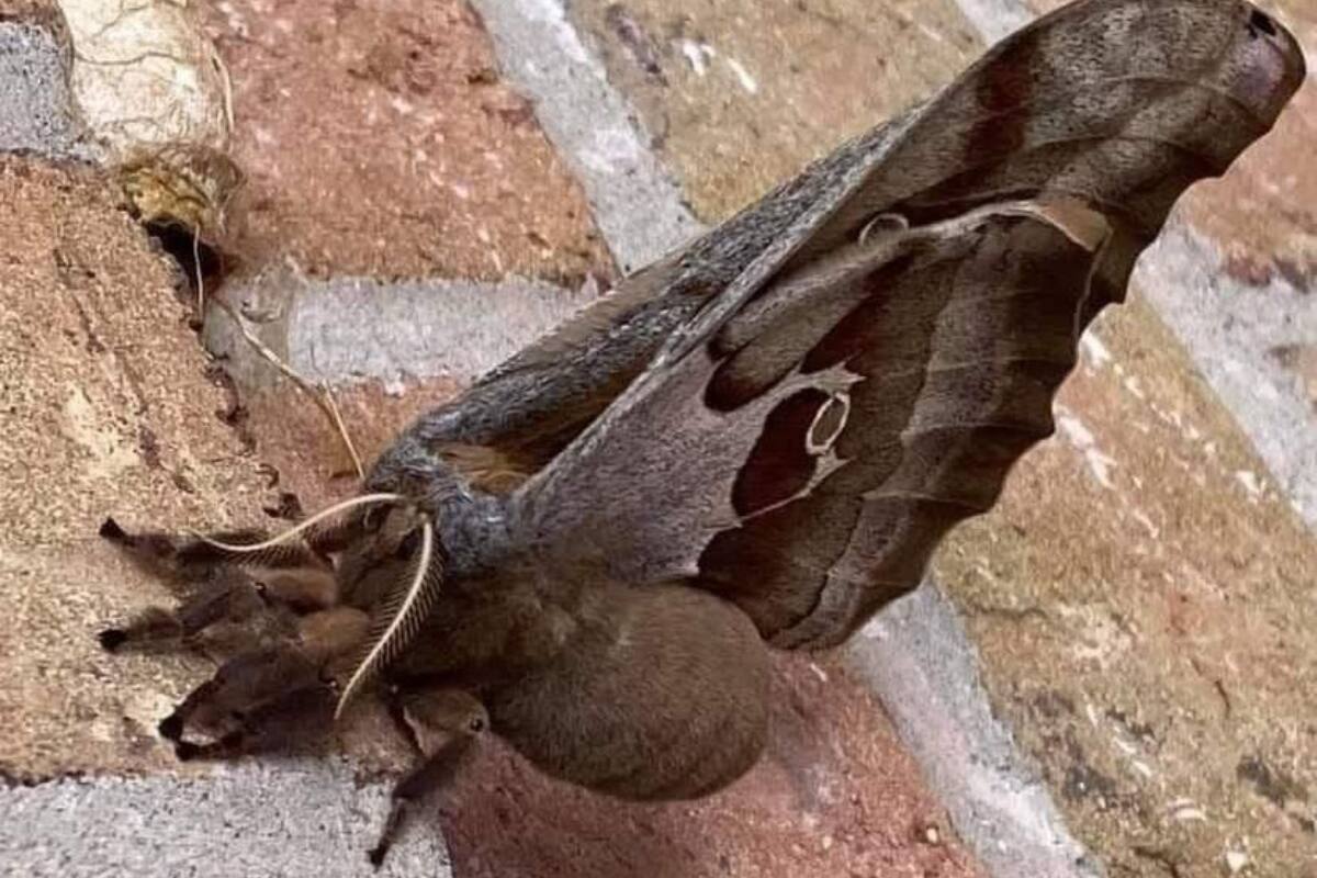 ¿Tarántula con alas?