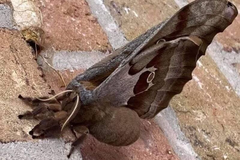 ¿Tarántula con alas?