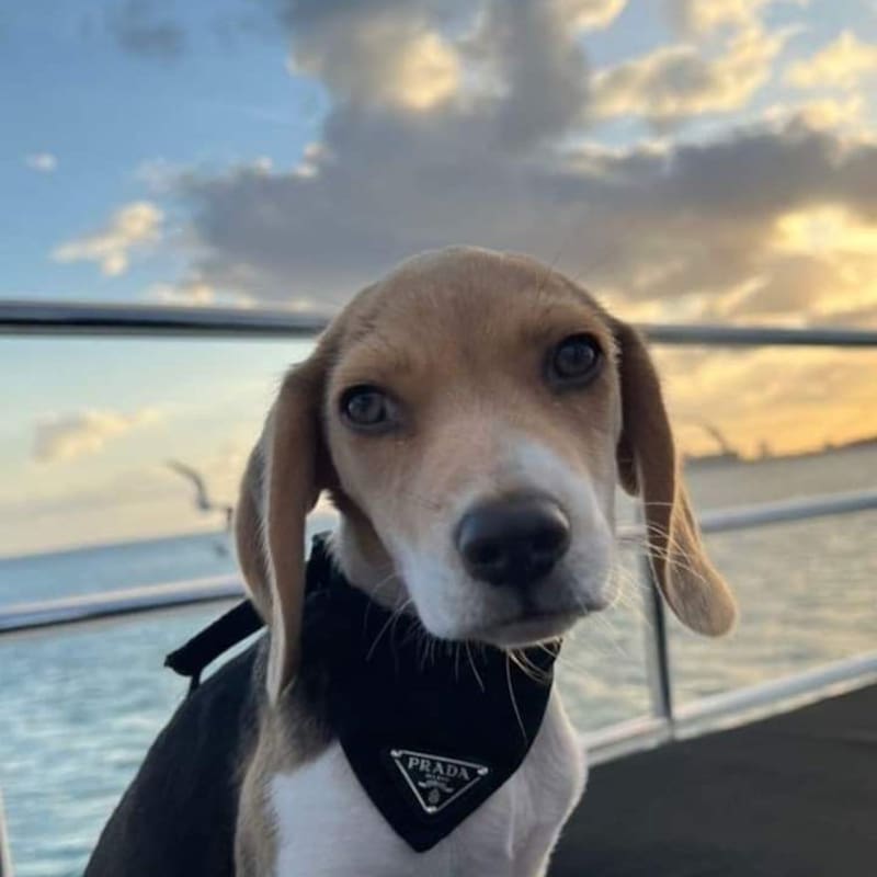 Ella es Sansa, la perrita de Bad Bunny.