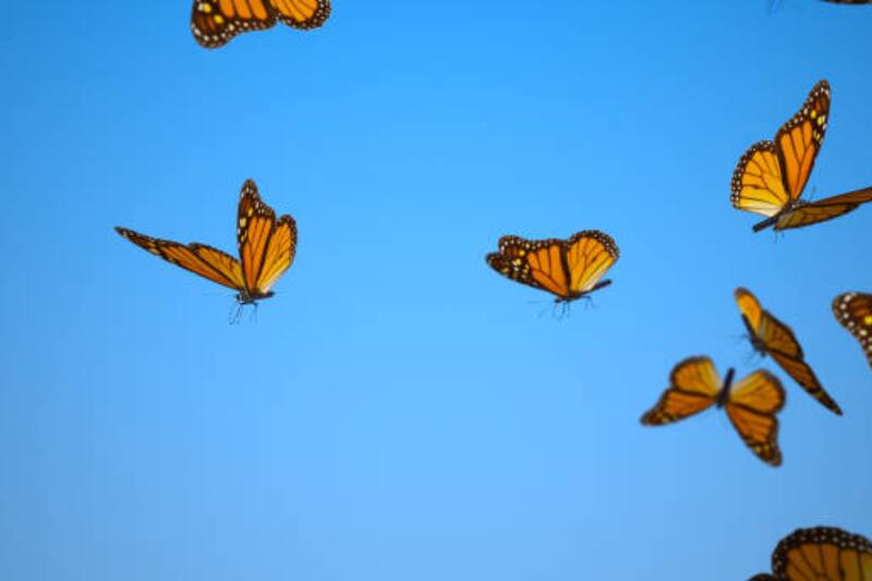 ¿Qué es el efecto mariposa?