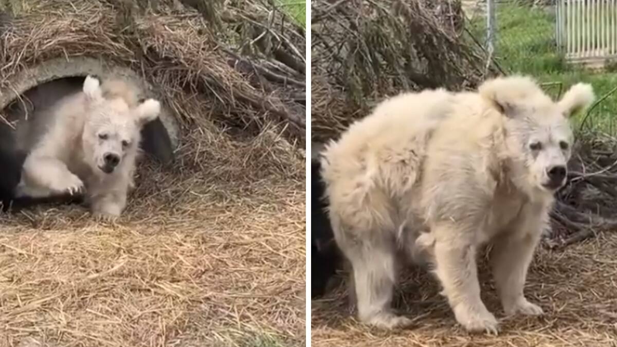 VIDEO| Oso sale de su periodo de hibernación y se vuelve viral