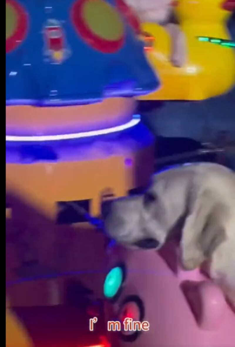 Estos perritos se hicieron virales por su paseo en carrusel.