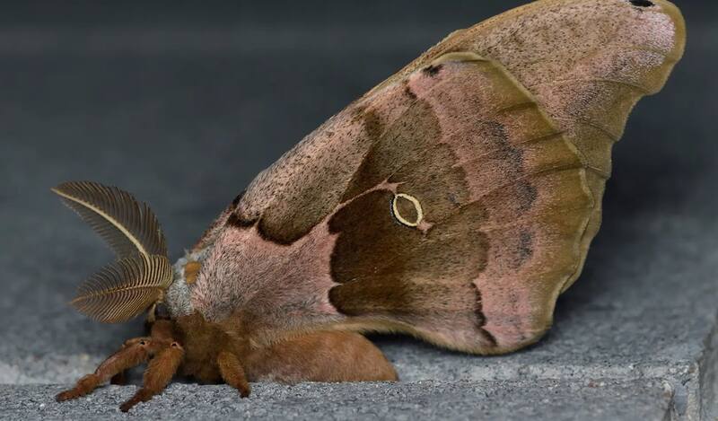 ¿Tarántula con alas?