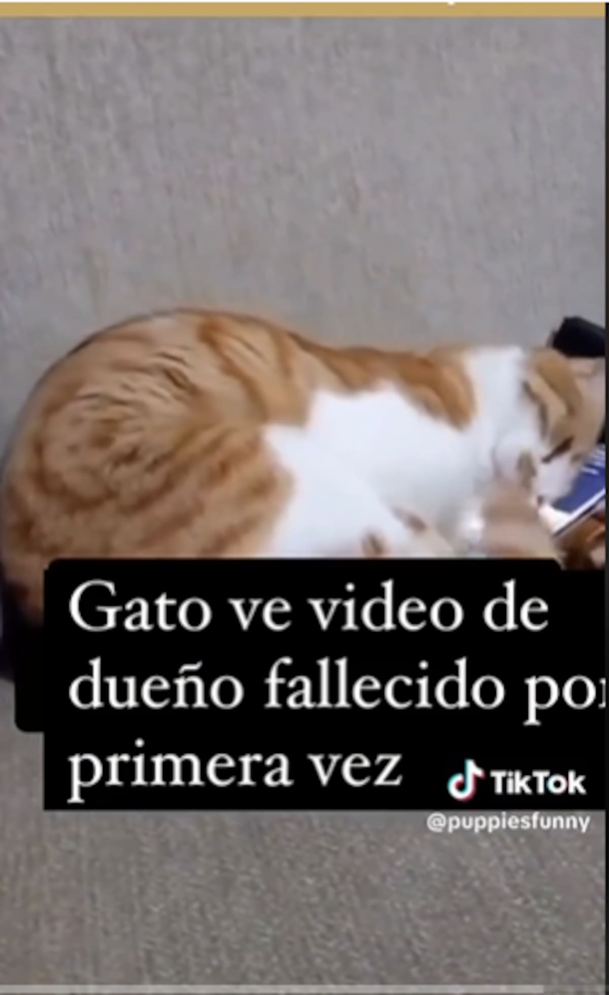 Este gatito enterneció por su tierna reacción.