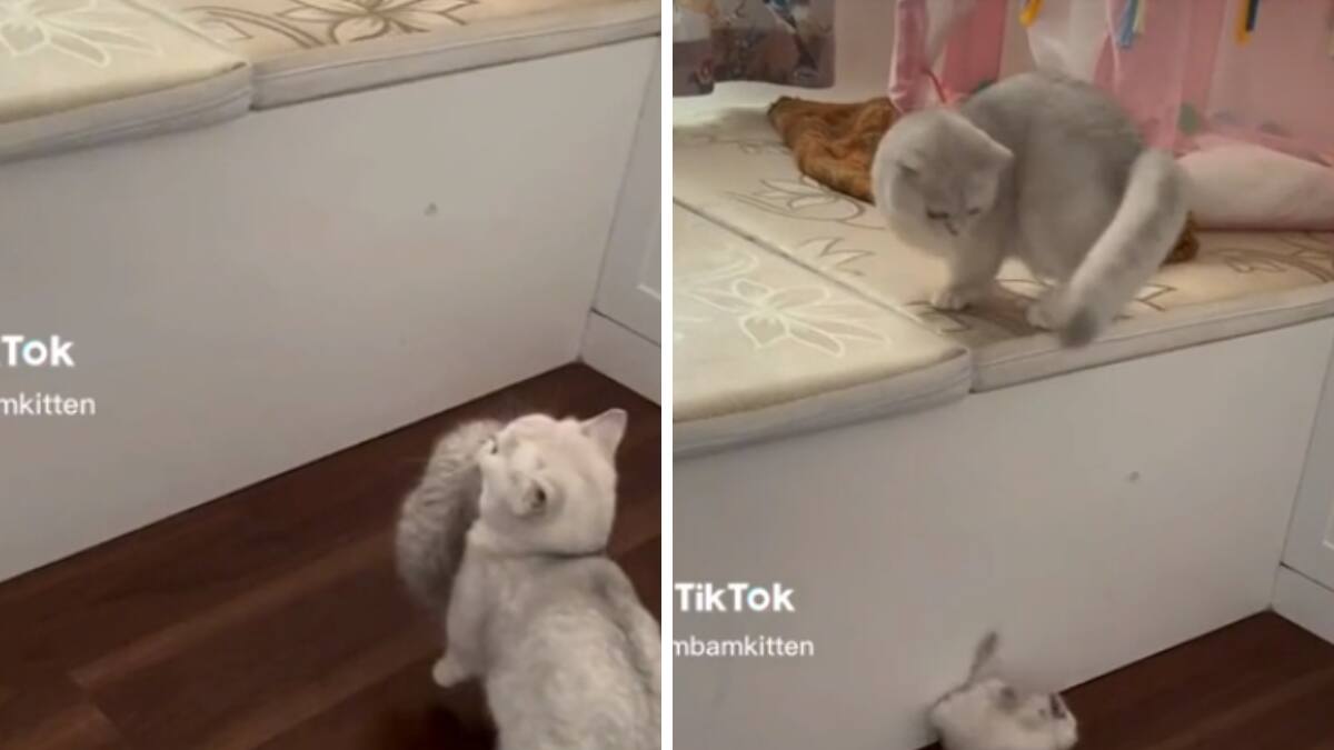 VIDEO| Gatita tira a su bebé por accidente y se vuelve viral